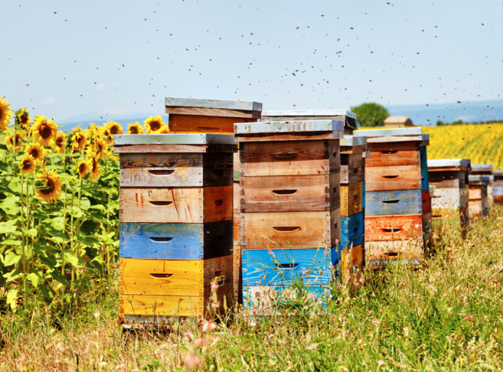 Pčelari do 30. aprila imaju rok da prijave broj košnica veterinarskoj stanici