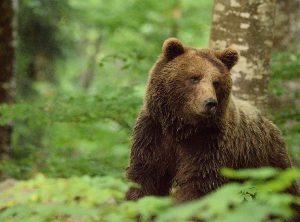 Medved upao na sahranu u Rumuniji i izazvao paniku