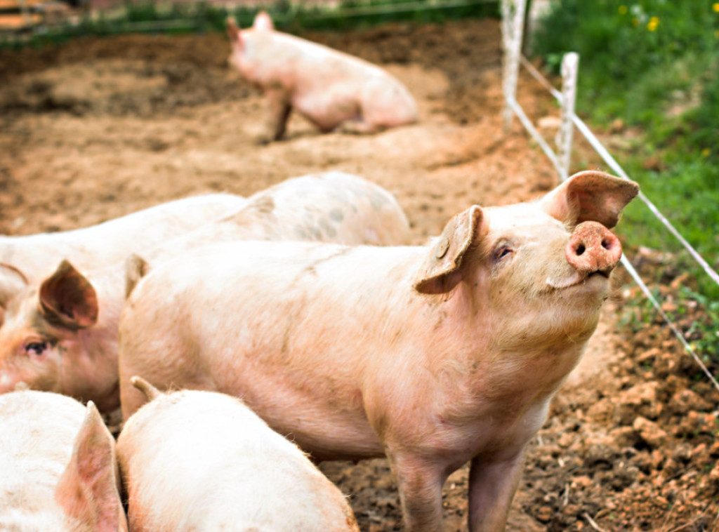 Čačak: Sprečen transport svinja iz područja zaraženog afričkom kugom