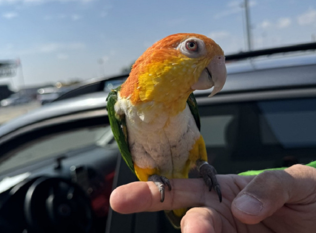 Carinici na Horgošu otkrili afričkog papagaja, zaštićenu vrstu ptice