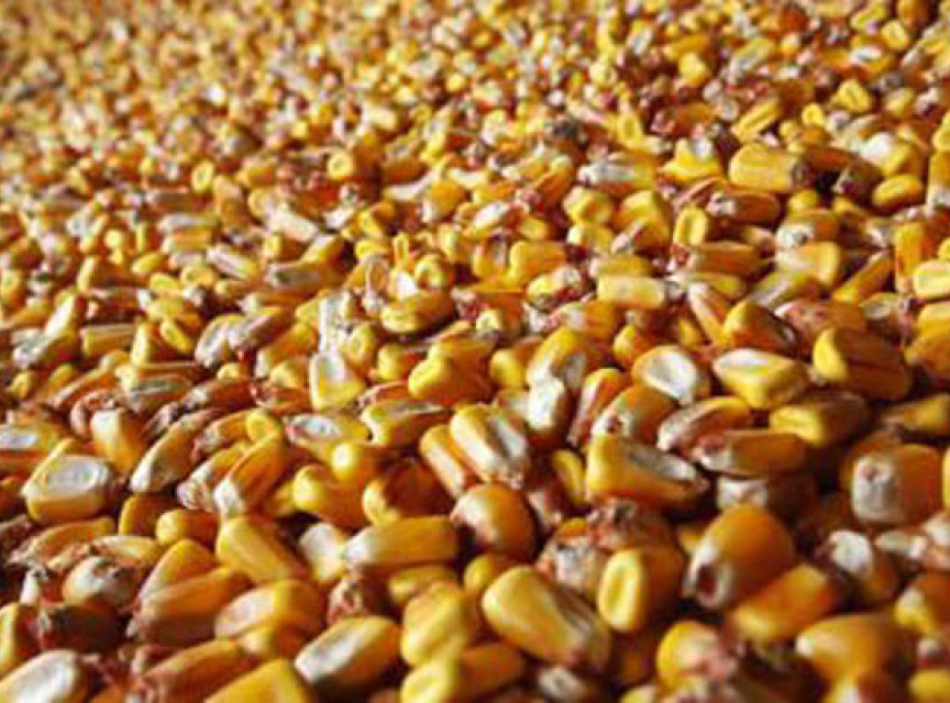 Povećan promet na Produktnoj berzi, najviše se trgovalo kukuruzom