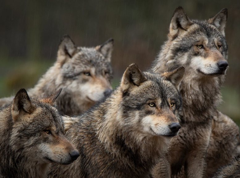 Anketa: Trećina Holanđana ne želi vukove u Holandiji