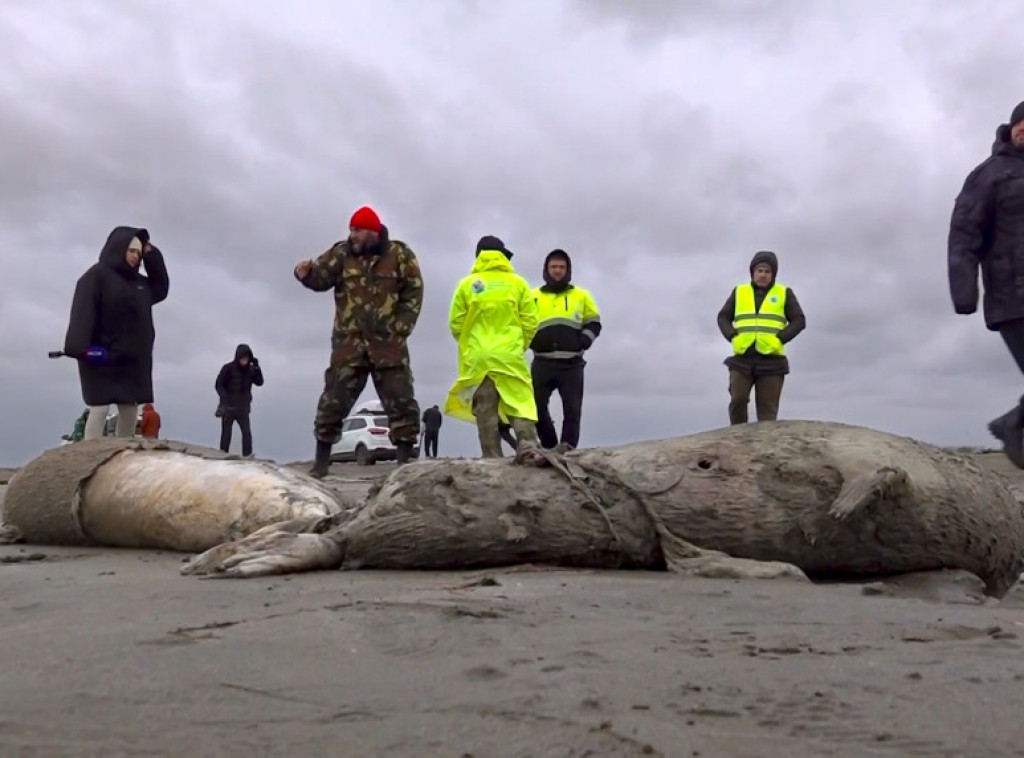 Na obali Kaspijskog jezera pronađeno 1.700 uginulih foka
