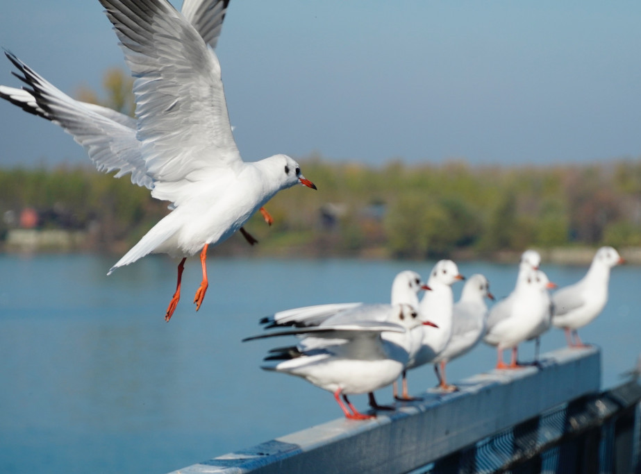 Galebovi napali devojku u Splitu, uspela da izbegne teže povrede