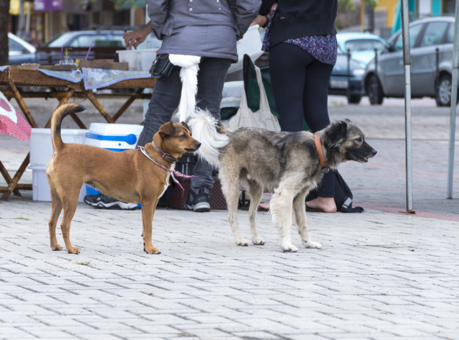 Veterina Beograd: Psi koji su usmrtili čoveka bili vlasnički, sada su u karantinu