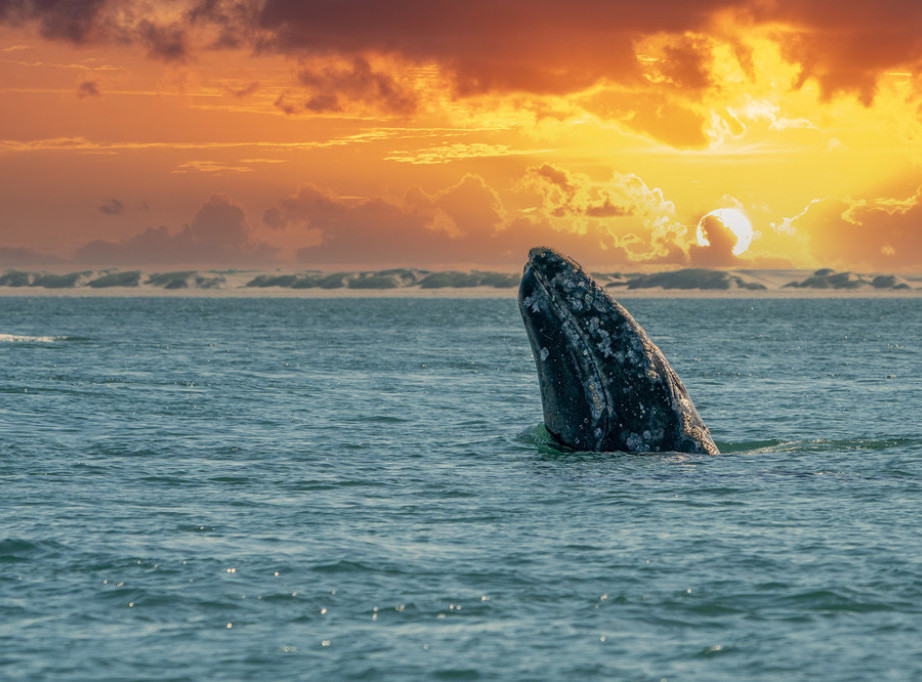 Island: Obustavljen lov na kitove do kraja avgusta