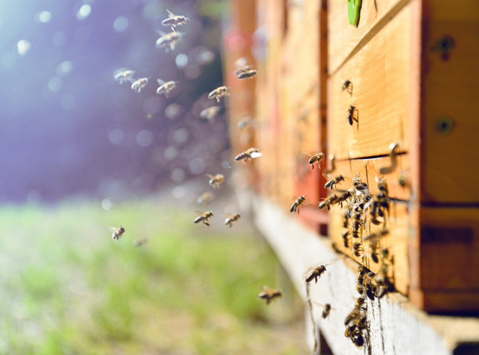 Savez pčelarskih organizacija Srbije: Prijavljivanje za subvencije za pčelare do petka, po košnici 1.000 dinara