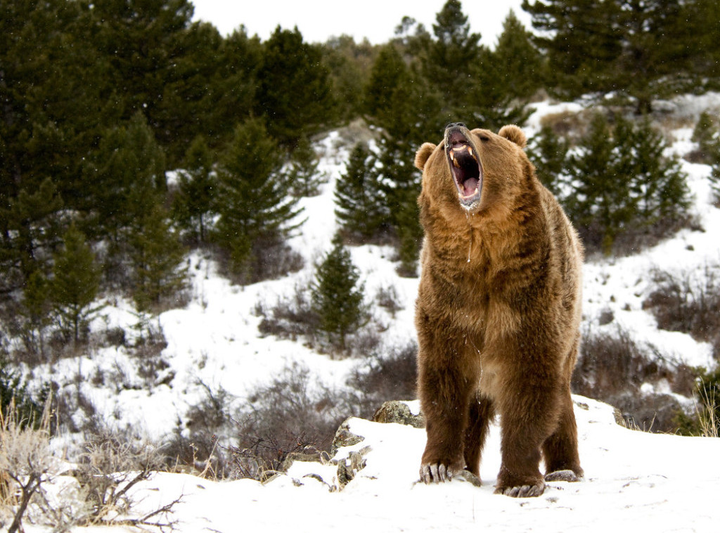 Medved koji je ubio italijanskog džogera prethodno napao još dve osobe