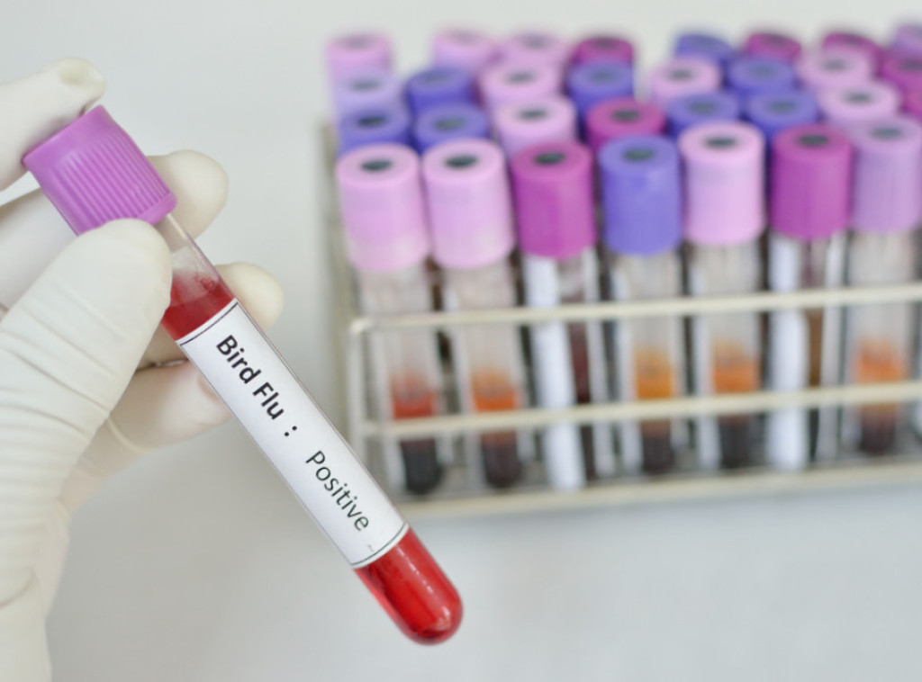 Zbog prisustva ptičjeg gripa u SAD naučnici u pripravnosti za izradu vakcine