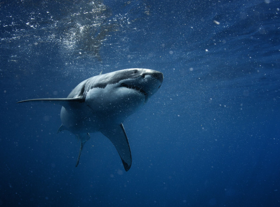 Svetska organizacija za zaštitu prirode: Čak 36 od 54 vrste morskih pasa i raža u Jadranu je ugroženo