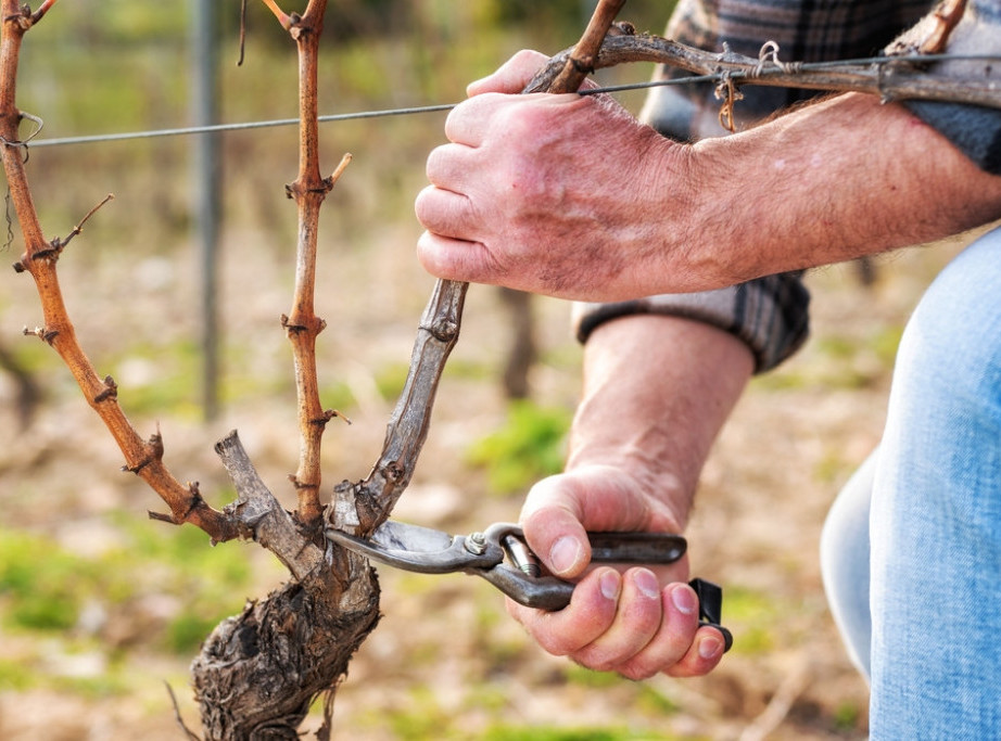 U Skandinaviji raste uzgoj vinove loze i proizvodnja vina uprkos hladnijoj klimi