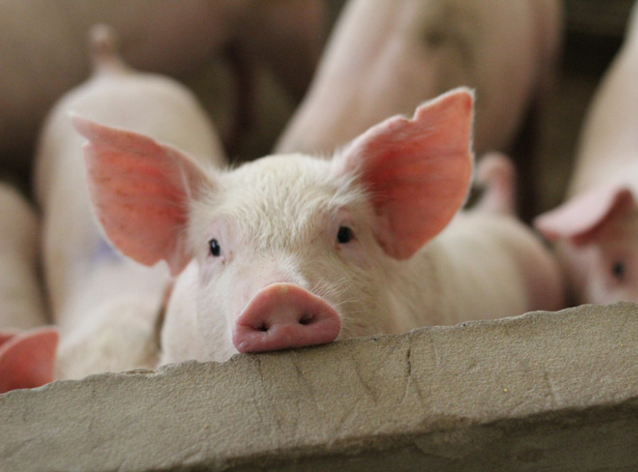 Broj žarišta afričke kuge svinja smanjen, Ministarstvo apeluje na poštovanje mera