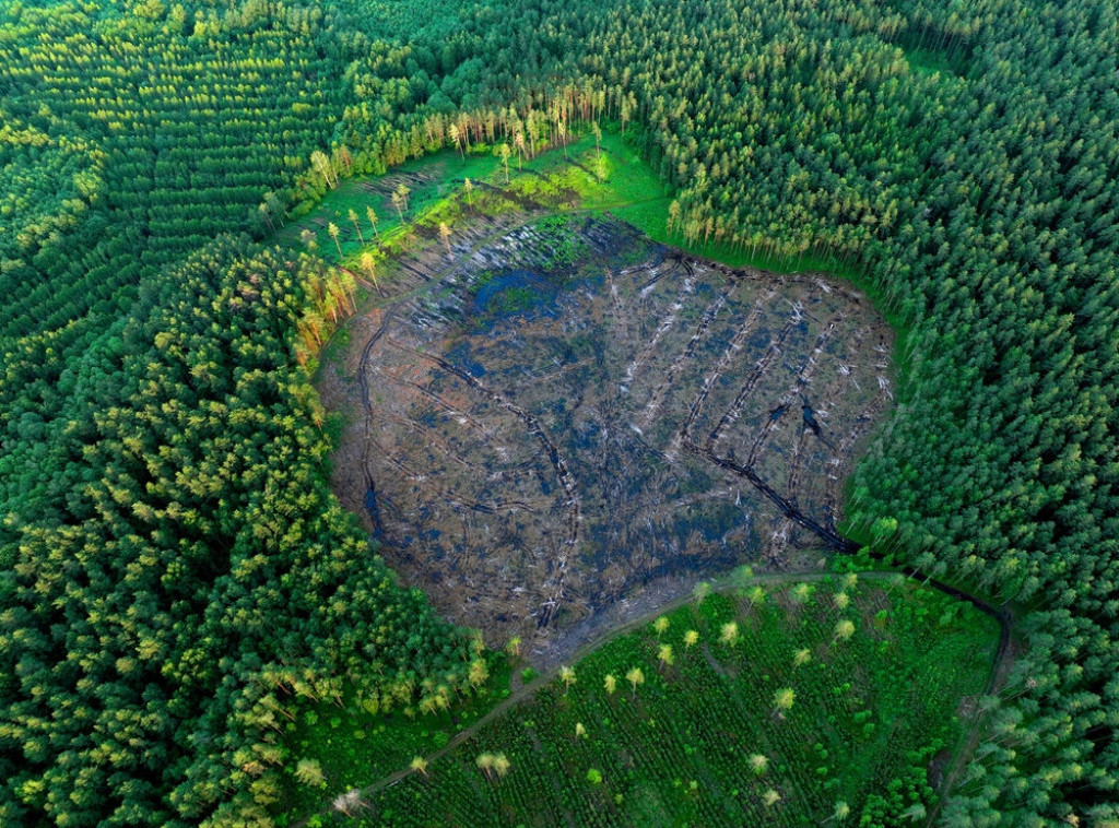 Kolumbija: Uzgoj stoke glavni krivac za krčenje amazonske prašume