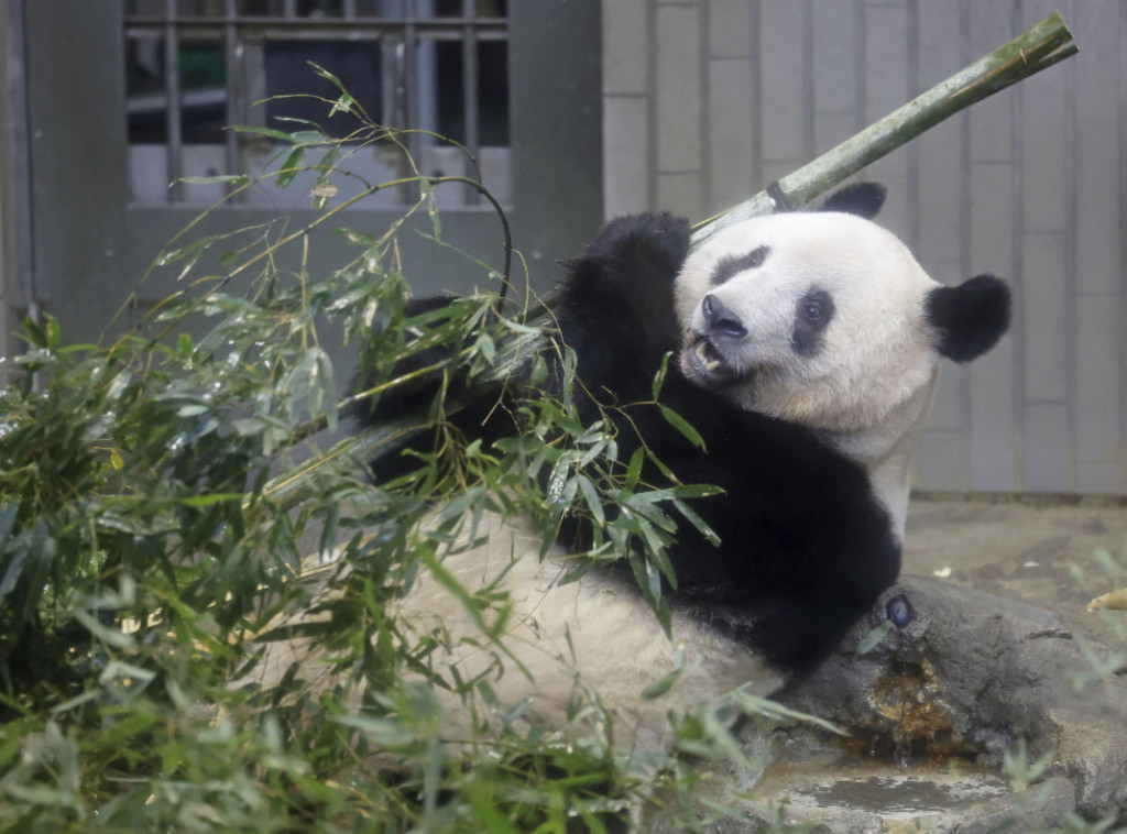 Voljena panda Sjang Sjang napustila Japan, tražiće joj partnera u Kini