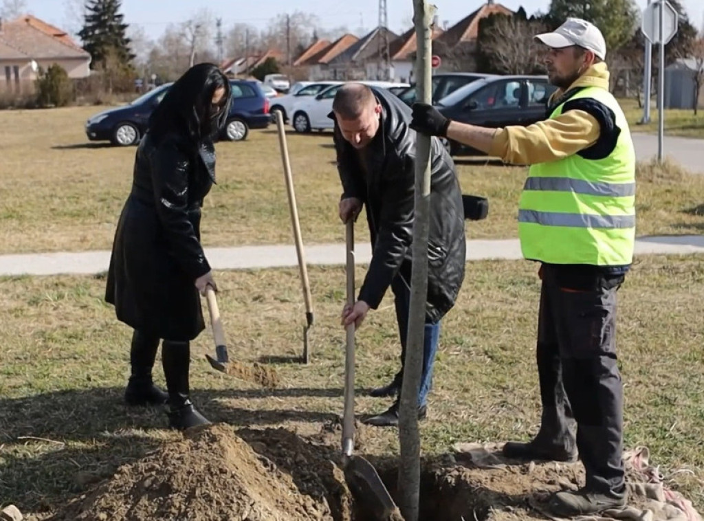 U akciji DDOR osiguranja posađena 42 stabla u Subotici