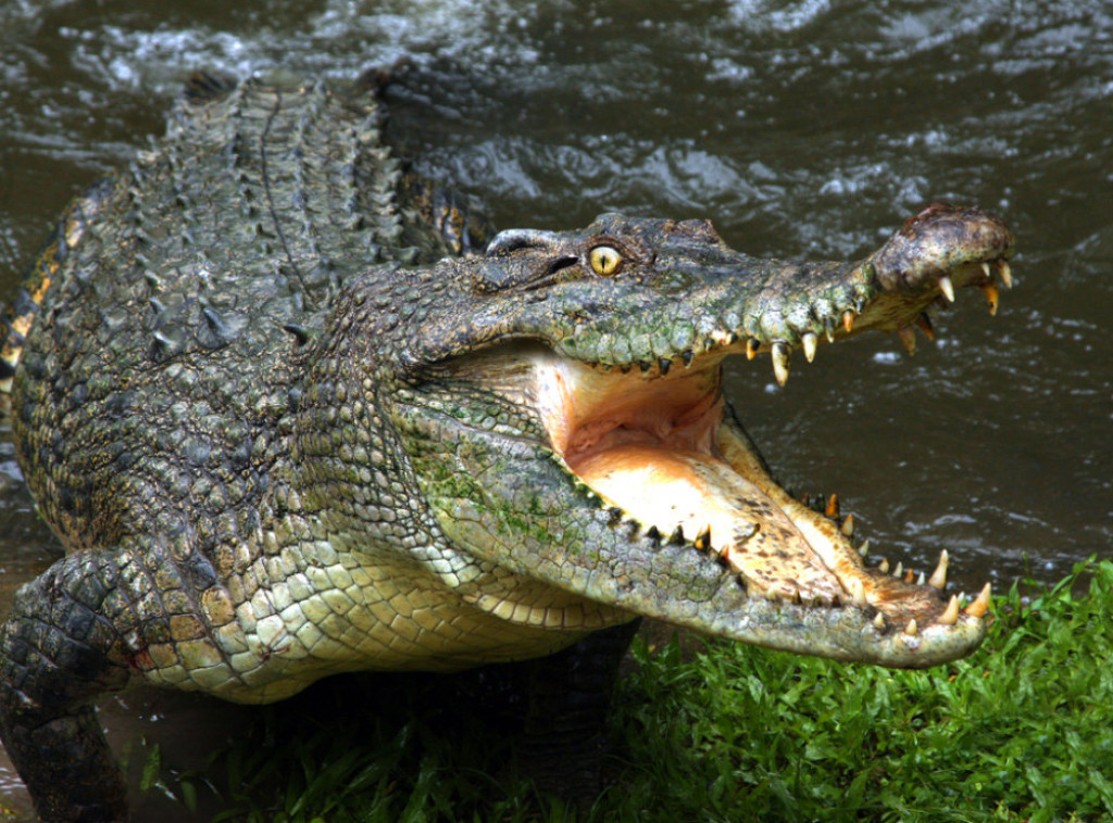 Zbog poplava 200 krokodila ušlo u gradove širom Meksika