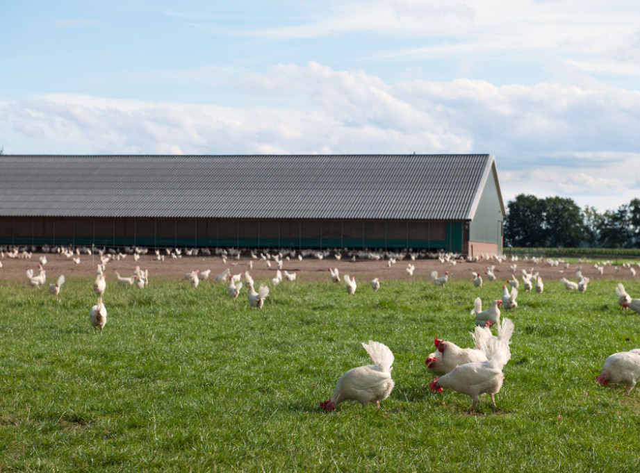 WOAH: U Estoniji zabeležen slučaj ptičjeg gripa na farmi na severu zemlje