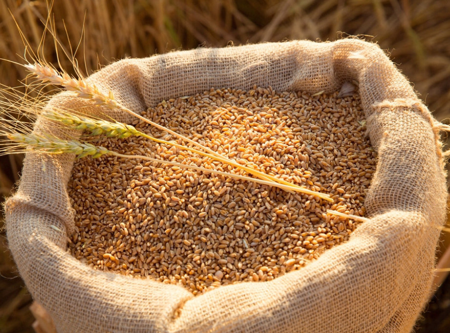 Počeo otkup merkantilne pšenice ovogodišnjeg roda, cena 24 dinara po kilogramu