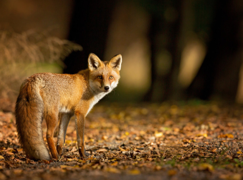 Počela kampanja oralne vakcinacije lisica i drugih divljih mesojeda protiv besnila