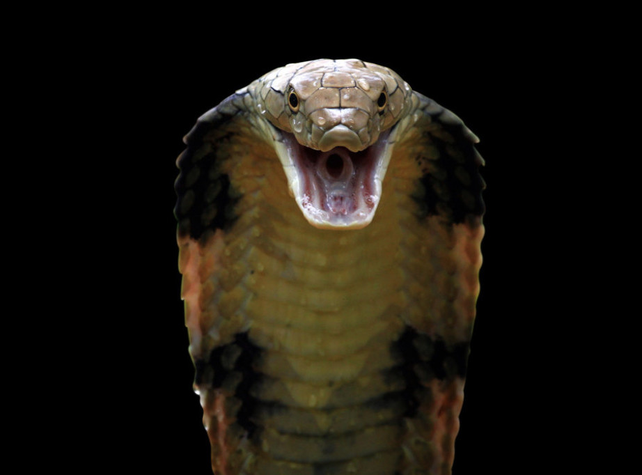Indijac ujeo zmiju dva puta nakon napada da ''neutrališe otrov''