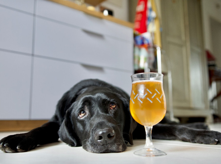 U Britaniji pas izlečen od alkoholizma