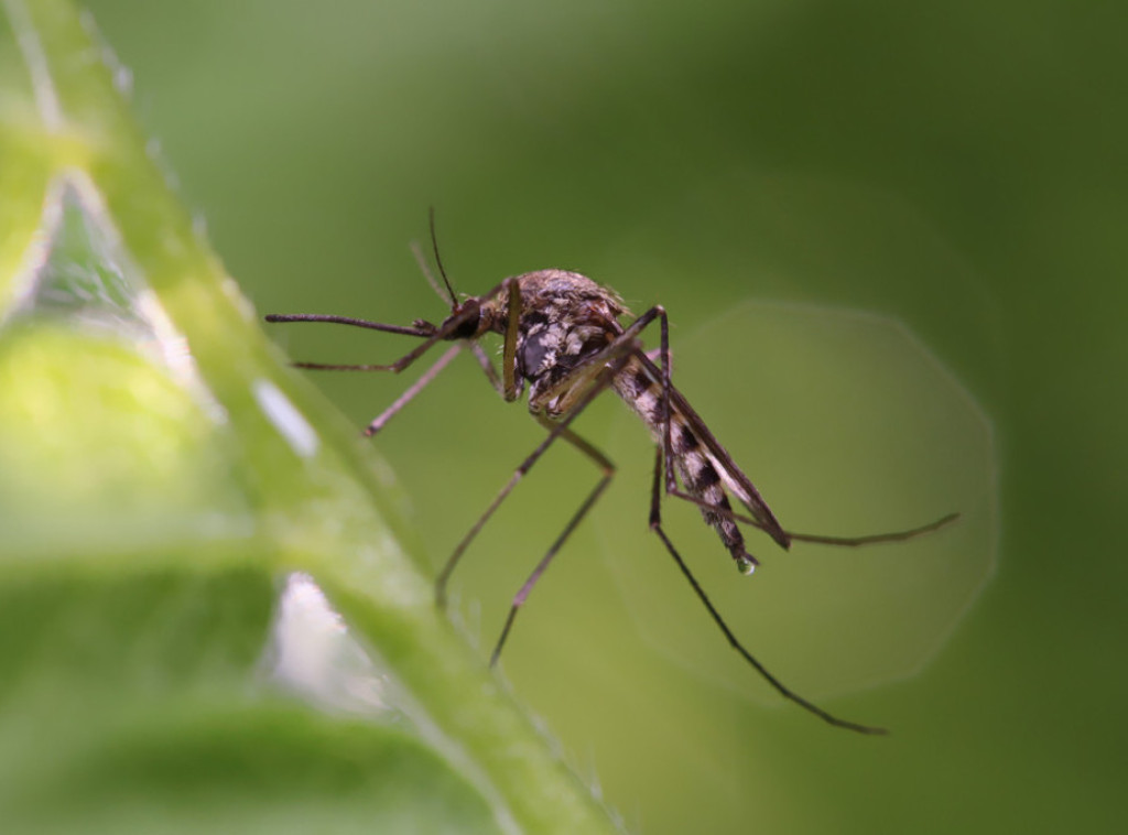 U delovima Beograda danas tretman suzbijanja odraslih jedinki komaraca
