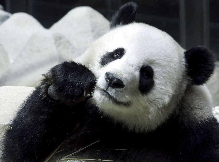 Tajland: Uginula jedina džinovska panda, ženka Lin Hui