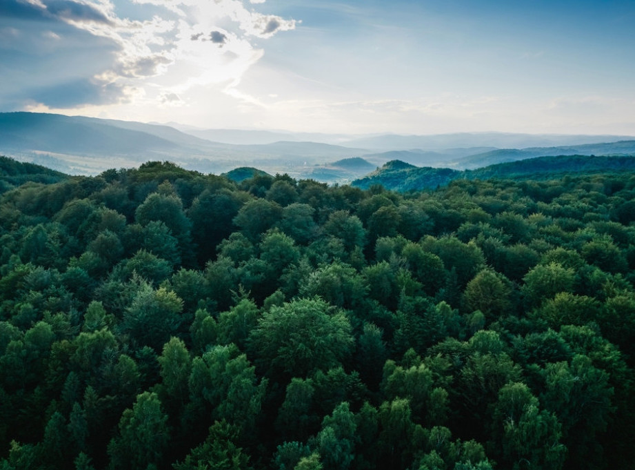 U Srbiji lane posečeno 3,3 miliona kubika drveta, najviše upotrebljeno za grejanje