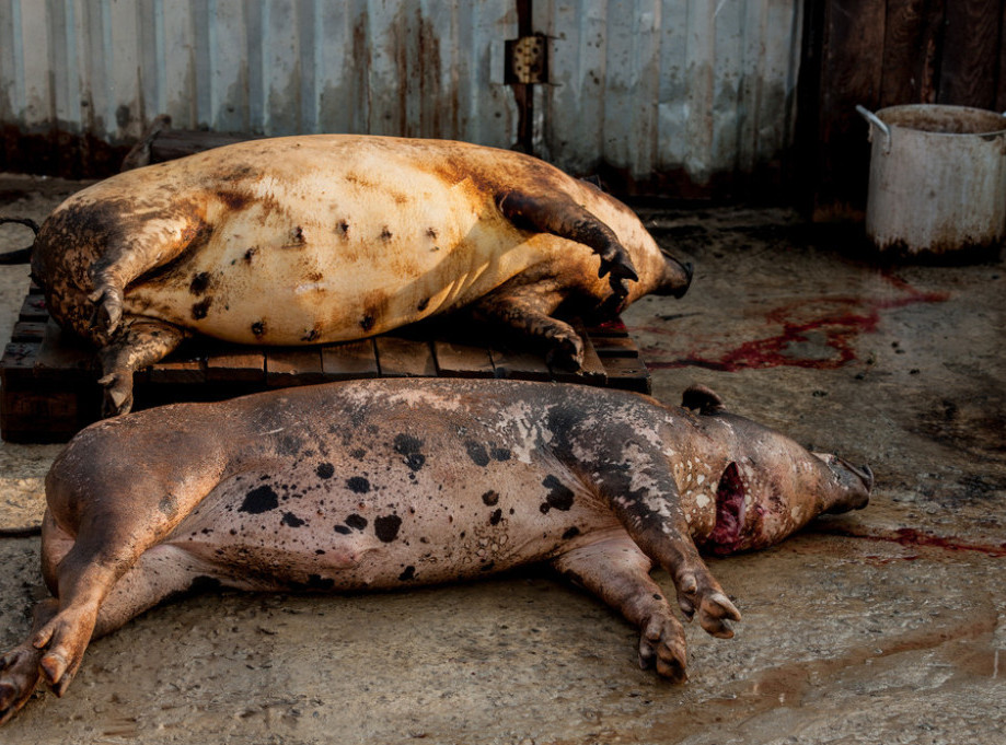 Zrenjanin: Sastanak o preventivnim merama za slučaj pojave afričke kuge svinja