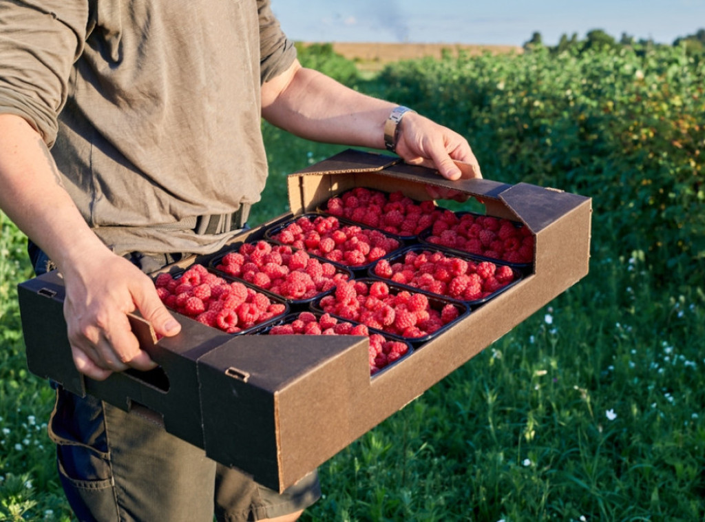 Malinari i hladnjačari u Arilju nisu postigli dogovor oko otkupne cene maline