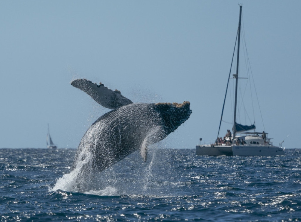 Kit viđen u Jadranskom moru, apel turistima i meštanima da mu ne prilaze