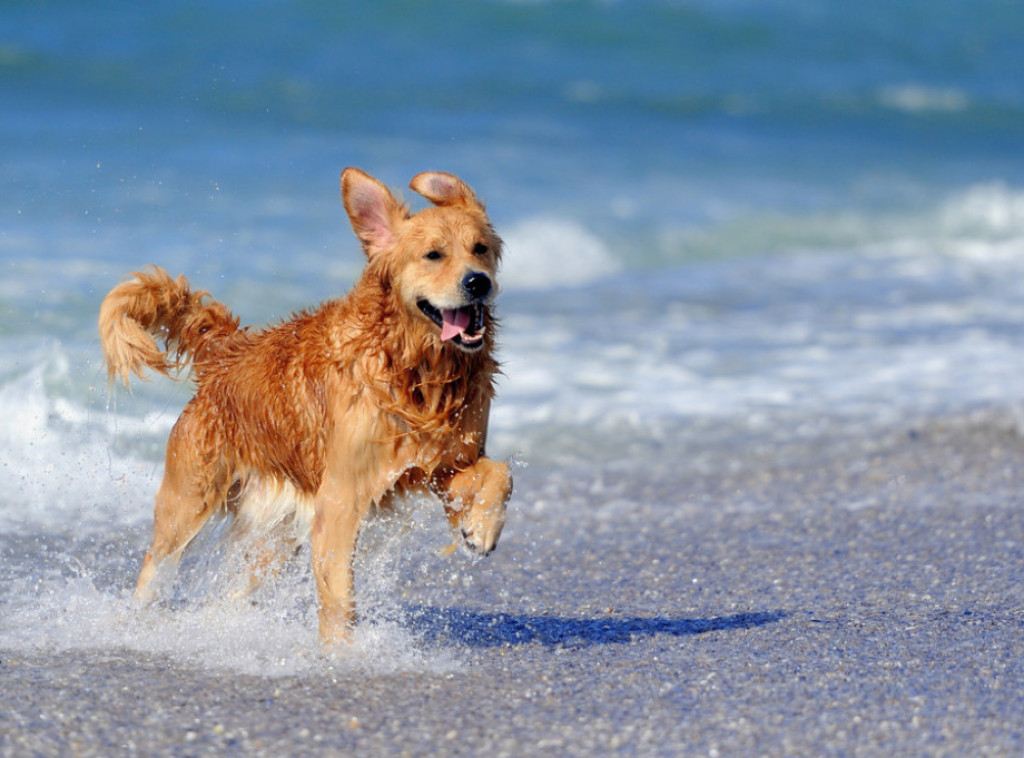 Hrvatska: Turisti sa psima nepoželjni na plaži u Povljani na Pagu, kazna 150 evra