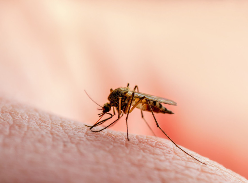 U Beogradu se sutra nastavlja suzbijanje komaraca