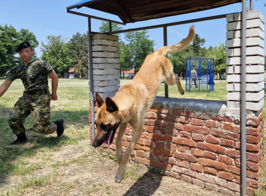 U Nišu je u toku obuka vojnih službenih pasa za specijalna dejstva