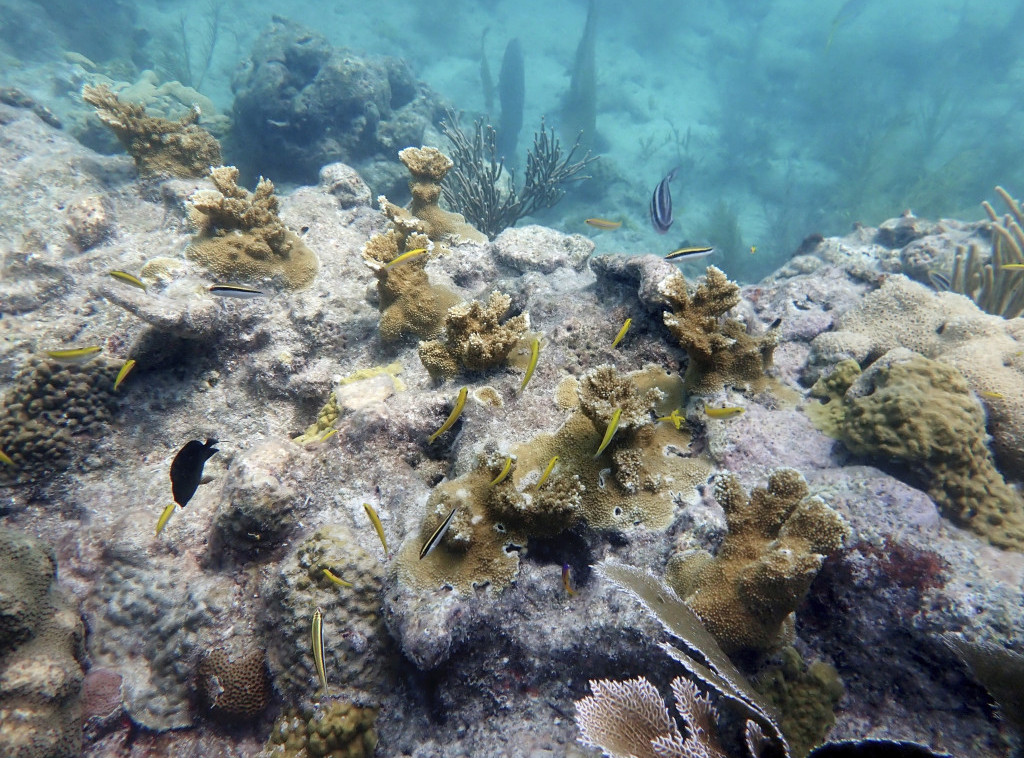Podizanje temperature mora ugrožava koralne grebene na Floridi