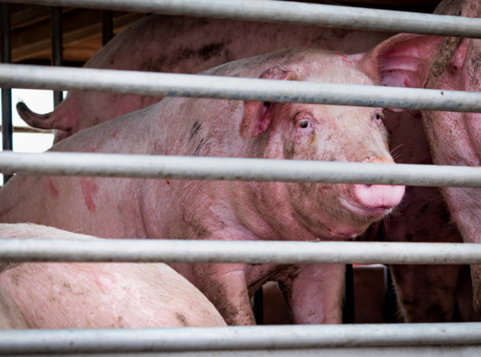 Farma svinja "Stari Tamiš" privremeno zatvorena zbog afričke kuge