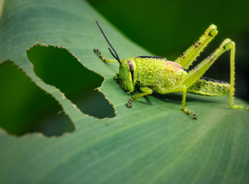 Singapur odobrio konzumaciju 16 vrsta insekata, uključujući skakavce i cvrčke