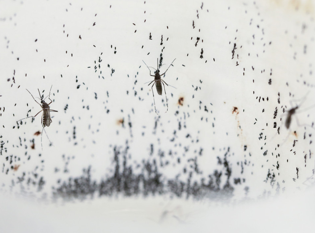 SZO: Denga groznica postaće velika pretnja Evropi, SAD i Africi