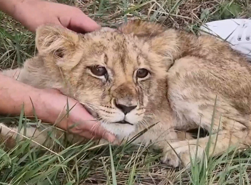 Zoološki vrt Palić: Uginula mala lavica Kiki