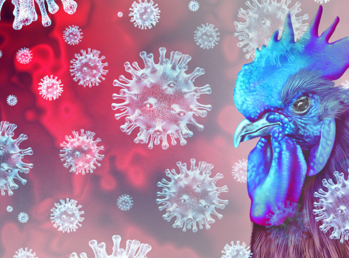 Ekstremne vrućine mogu biti ključni faktor za širenje ptičjeg gripa kod ljudi