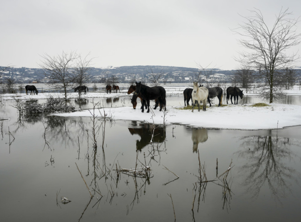 Dan pauze sa evakuacijom životinja na Krčedinskoj adi, na terenu veterinari