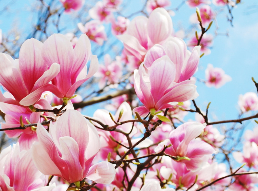Posečeno najviše drvo magnolije u Britaniji zbog bojazni da će pasti