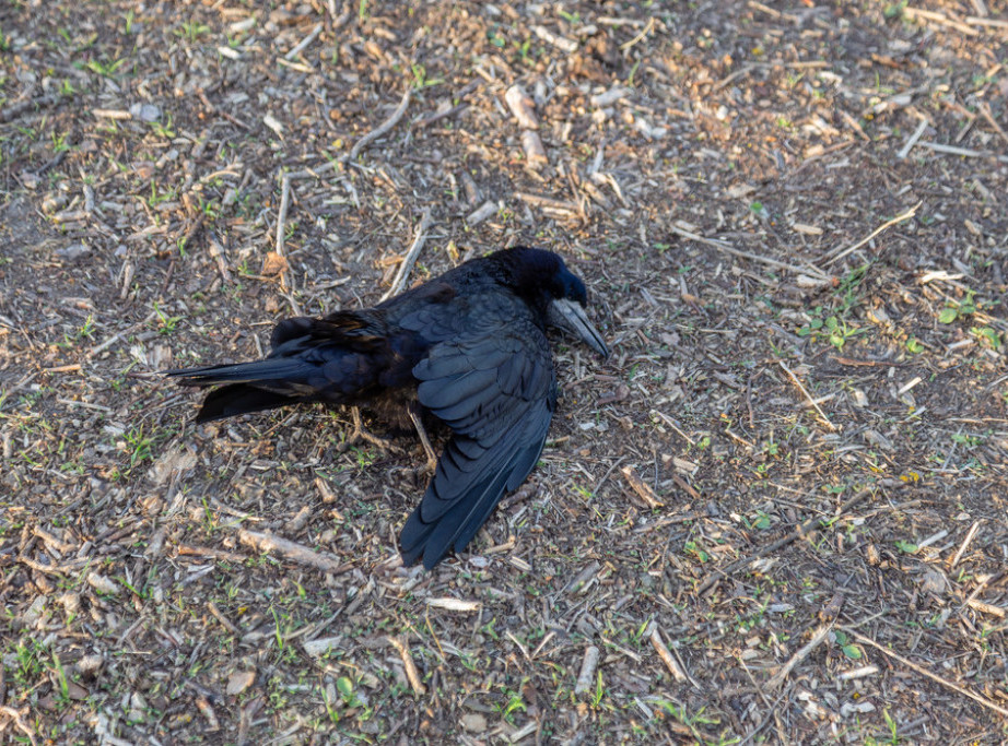 Veterinarska inspekcija uzela uzorke na mestu uginuća ptica u Nakovu