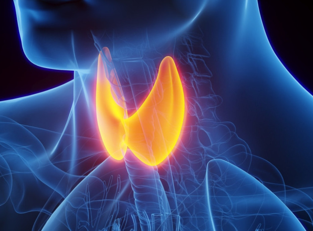 U Beogradu se obeležava Međunarodna nedelja štitaste žlezde