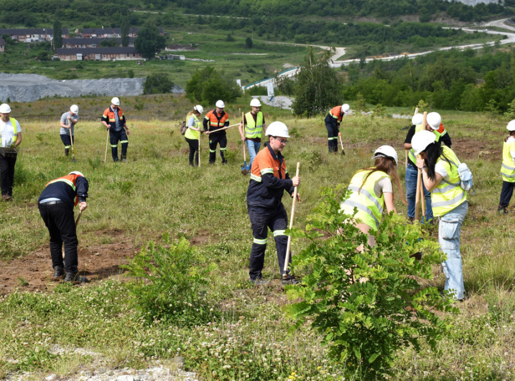 Studenti Rudarsko geološlog fakulteta posadili u Boru 300 mladica crnog bora