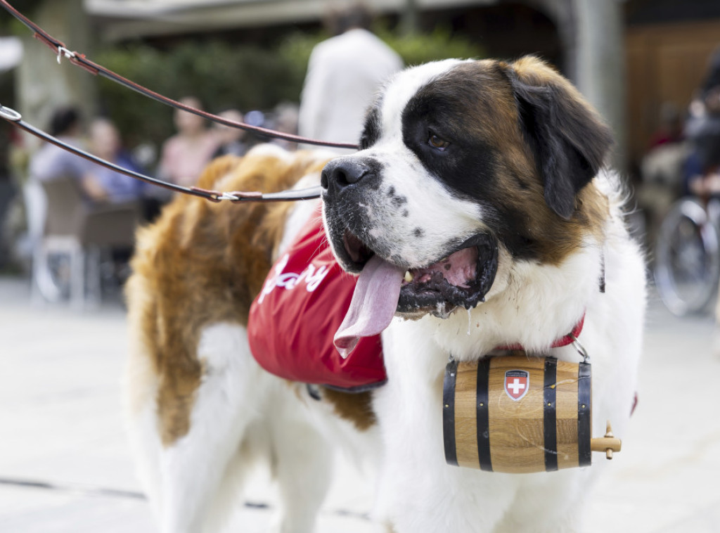 Preko sto bernardinaca učestvuje na takmičenju pasa u Švajcarskoj
