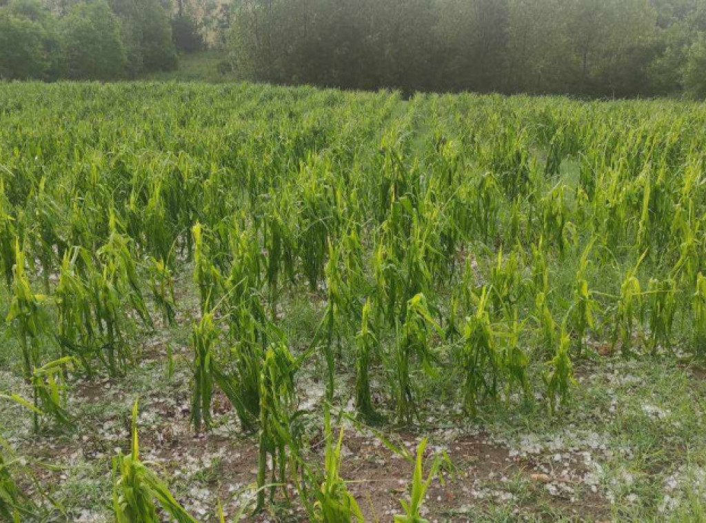 Nevreme s gradom pogodilo Topolu i Aranđelovac, šteta na poljoprivrednim dobrima ogromna