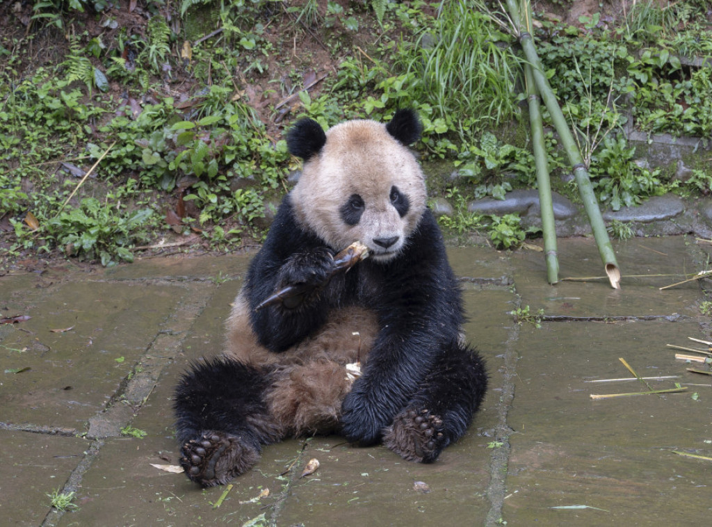 Dve džinovske pande iz Kine stižu u SAD