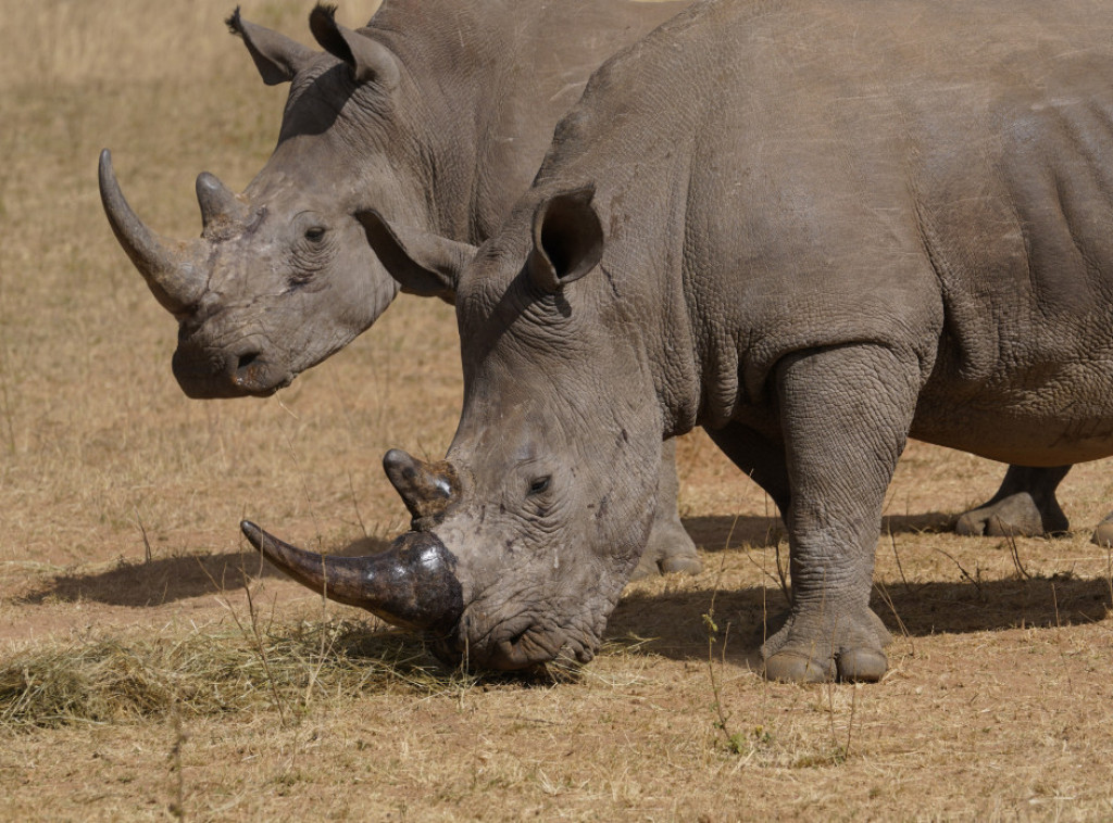 Južna Afrika: Uvodi se nova metoda obeležavanja nosoroga u borbi protiv lovokradica