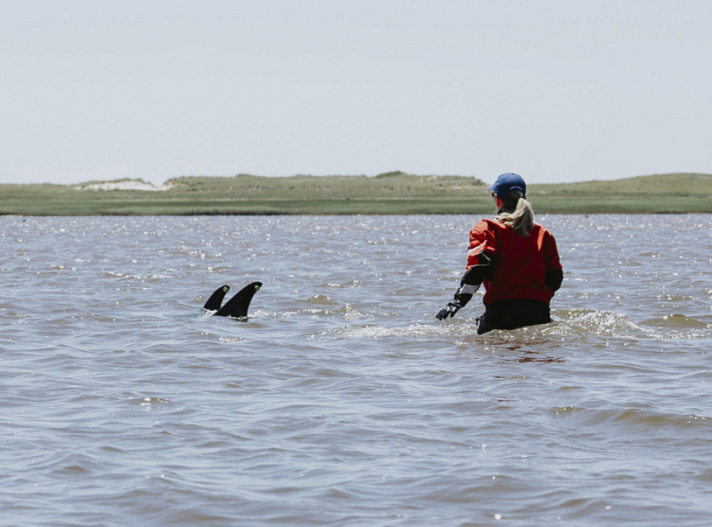 Skoro 125 belobokih delfina nasukano u vodama Kejp Koda
